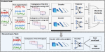 Wavelet-Augmented Self-Supervised Learning for Accurate Classification of Cognitive Workload