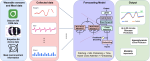 Time-Aware Multimodal Sensor Fusion for Blood Glucose Forecasting in Non-Diabetic Adults